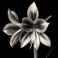 Amaryllis 'Papilio Improved'