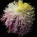 Chrysanthemum 'Mystic'