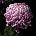 Chrysanthemum 