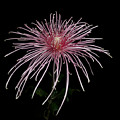 Chrysanthemum 'Pink Splendor'