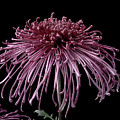 Chrysanthemum 'Seaton's Galaxy'