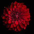Dahlia 'American Beauty'