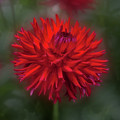 Dahlia 'Hollyhill Miss Scarlet'