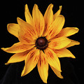 Denver Daisy
