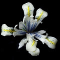 Iris Reticulata 'Eye Catcher