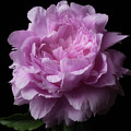 Pink Peony
