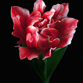 Rare Tulip Willemsoord 