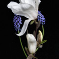 Spring Flowers
