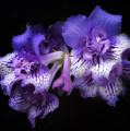 Streptocarpus 'Blue Frills'