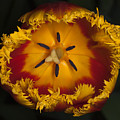Tulip Macro