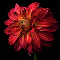 Dahlia 'Bohemian Spartacus'