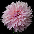 Dahlia 'Cafe Au Lait'