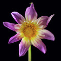 Dahlia 'Fancy Pants'