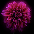 Dahlia 'Thomas Edison'