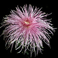 Chrysanthemum 'Pink Splendor'